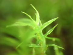 Oligotrichum