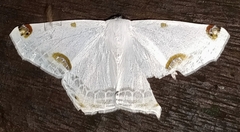 Sericoptera mahometaria