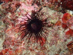 Cerianthus membranaceus