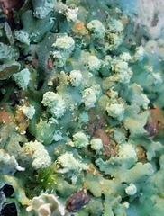 Punctelia jeckeri