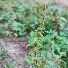 Amaranthus