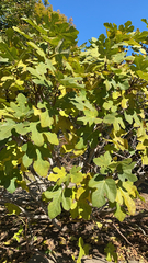 Ficus carica