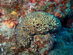 Cladocora caespitosa