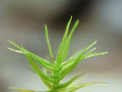Oligotrichum