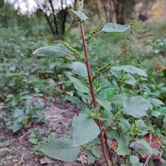 Amaranthus