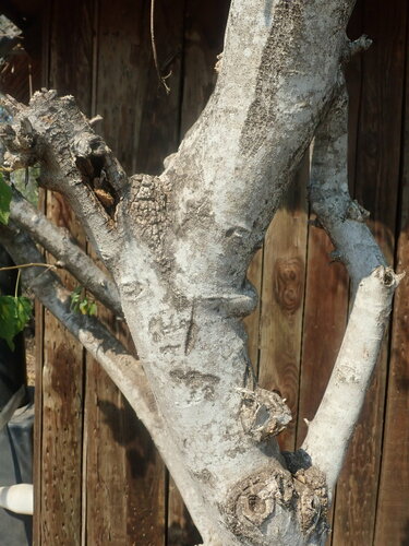 Image of Croton megalobotrys by (c) agujaceratops, some rights reserved (CC BY)
