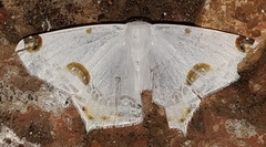 Sericoptera mahometaria