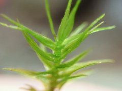 Oligotrichum