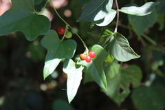 Cocculus carolinus