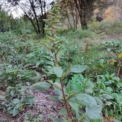 Amaranthus