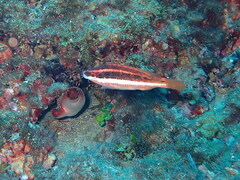 Symphodus doderleini