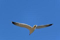 Larus michahellis
