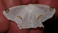 Sericoptera mahometaria
