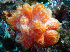 Aplidium