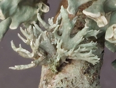 Ramalina fastigiata