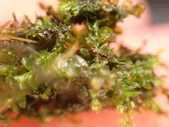 Jungermannia exsertifolia