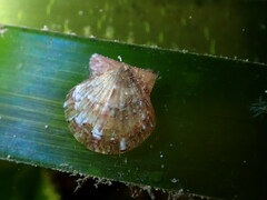 Flexopecten hyalinus