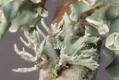 Ramalina fastigiata