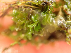 Jungermannia exsertifolia