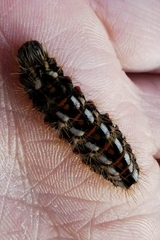 Acronicta