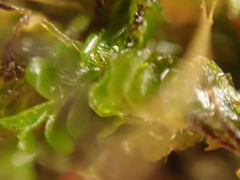 Jungermannia exsertifolia