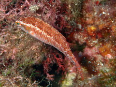Symphodus ocellatus