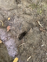 Hypercompe scribonia