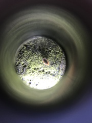 Coniopteryx