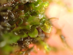 Jungermannia exsertifolia