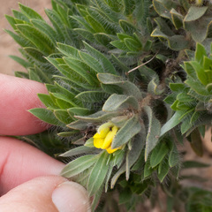 Xiphotheca lanceolata