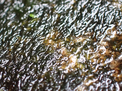 Jungermannia exsertifolia