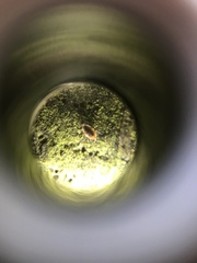 Coniopteryx