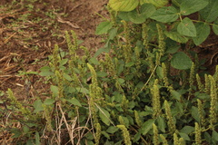 Amaranthus hybridus
