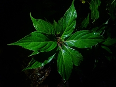 Hydrangea paniculata