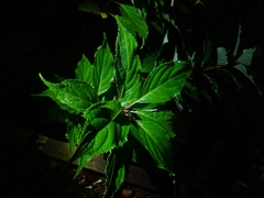 Hydrangea paniculata