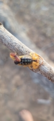 Uroplectes fischeri