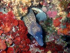 Muraena helena