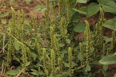 Amaranthus hybridus