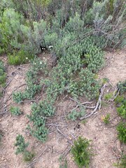 Xiphotheca lanceolata