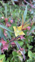 Ludwigia