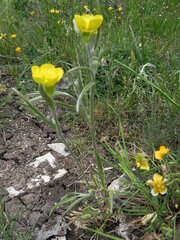 Ranunculus monspeliacus