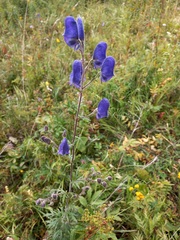 Aconitum volubile