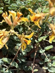 Hoffmannseggia glauca