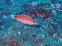 Symphodus mediterraneus