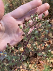 Symphyotrichum laeve