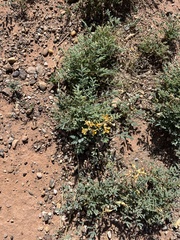 Hoffmannseggia glauca