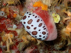 Peltodoris atromaculata