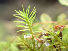 Bartramiopsis lescurii