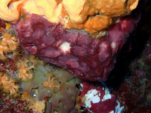 Stony Sponge, Ensues, France, photo 10 of 10