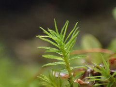 Bartramiopsis lescurii